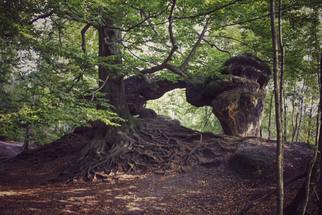 Wurzeln eines alten Baumes