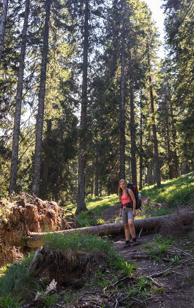 Nicki im Wald