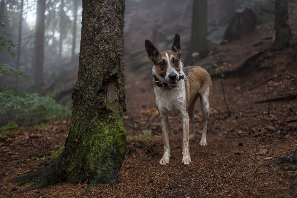 Hund im Wald