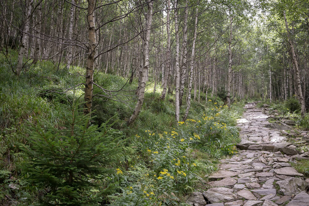 Wanderweg durch den Birkenwald