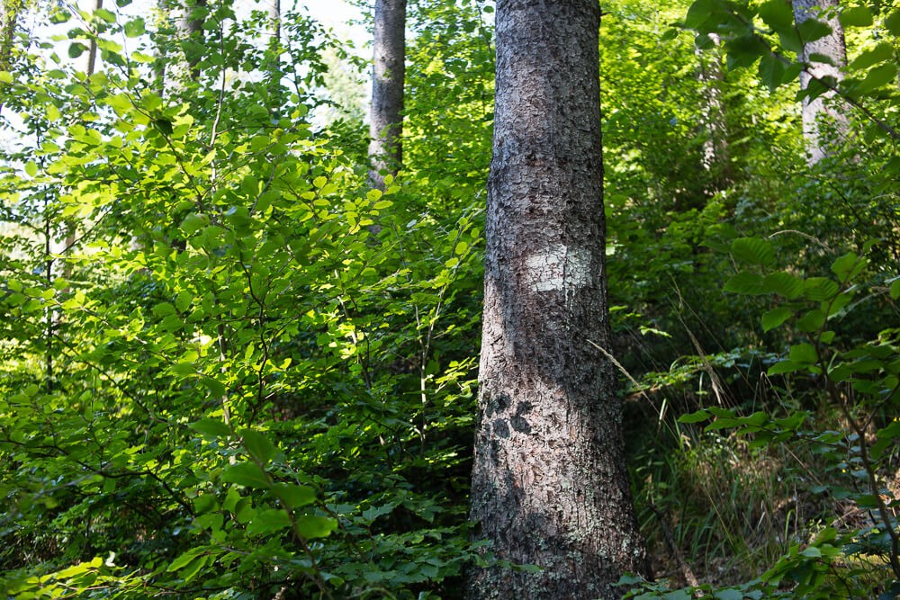 Schwer erkennbare Wegmarkierung auf einem Baum