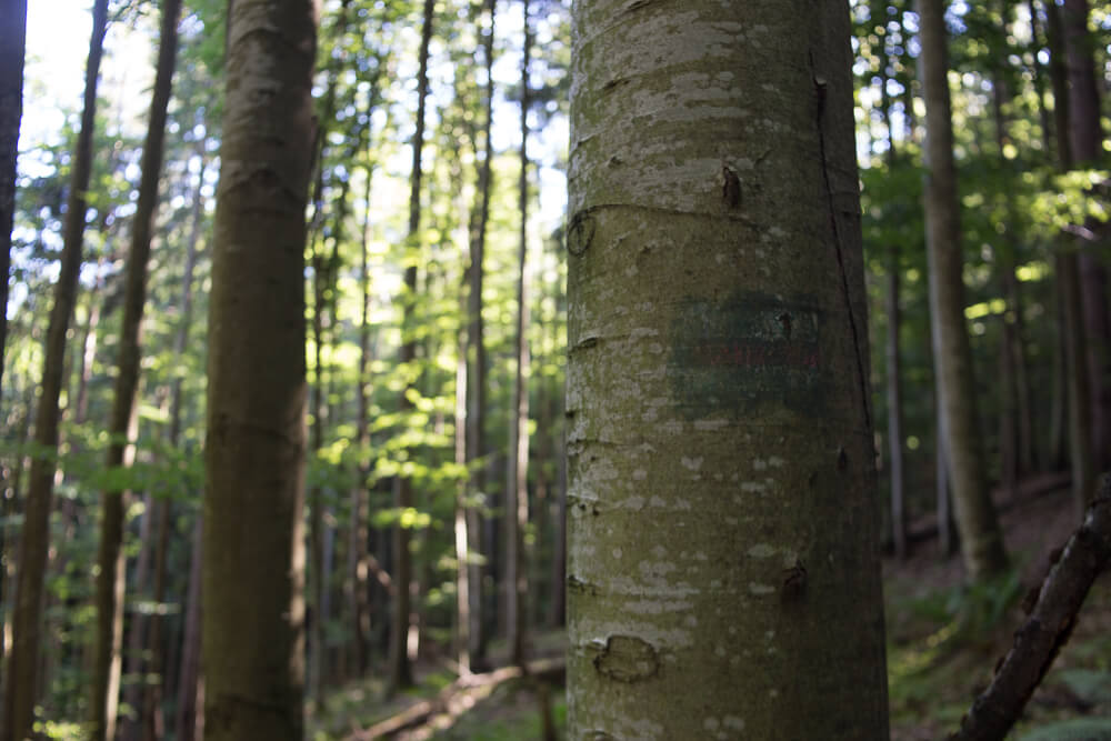 Schwer erkennbare Wegmarkierung auf einem Baum