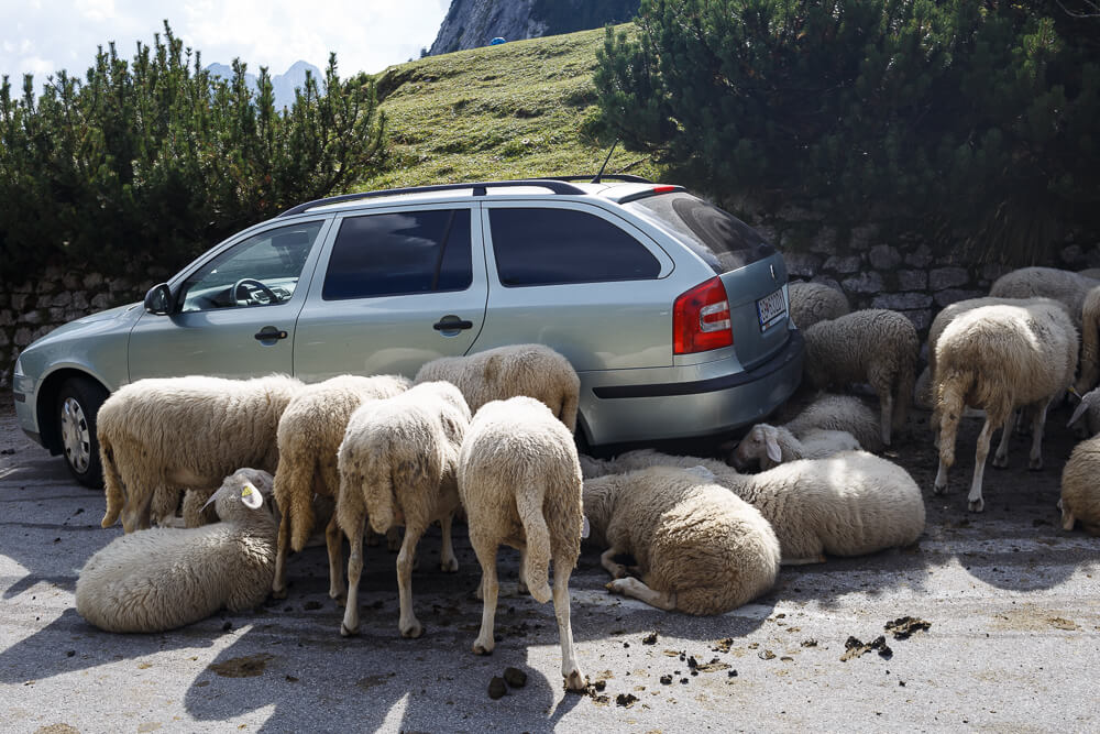 Schafe vor Auto