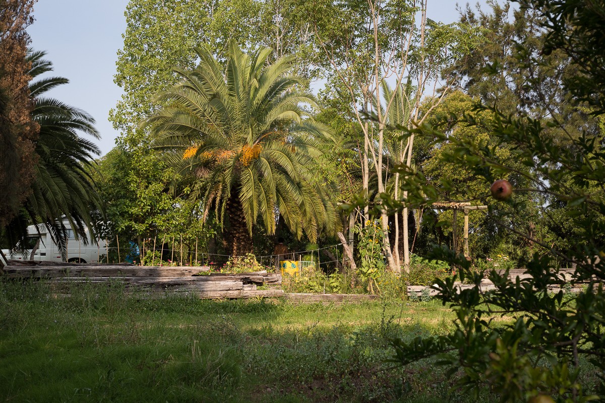 Land mit Palmen