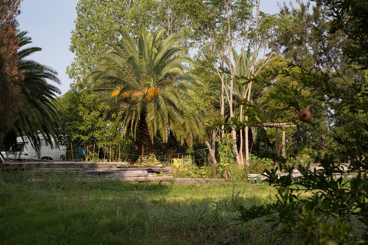 Land mit Palmen
