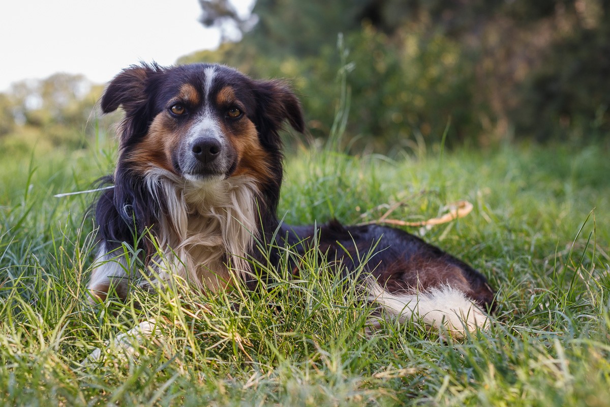 Ein Hund liegt im Gras