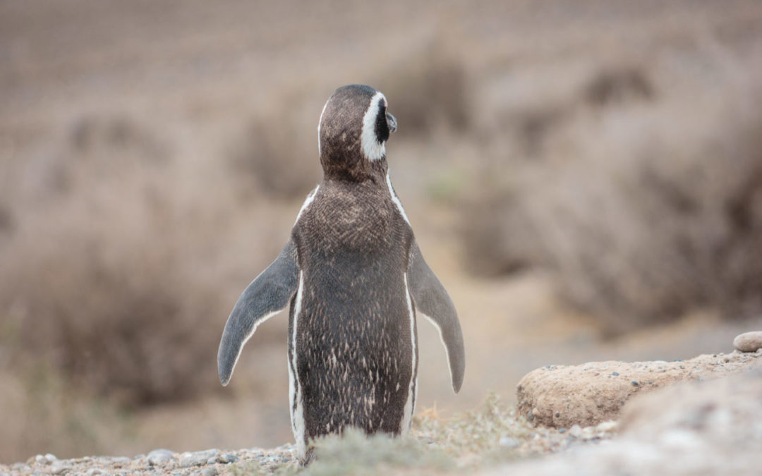 The Wonders of Patagonia