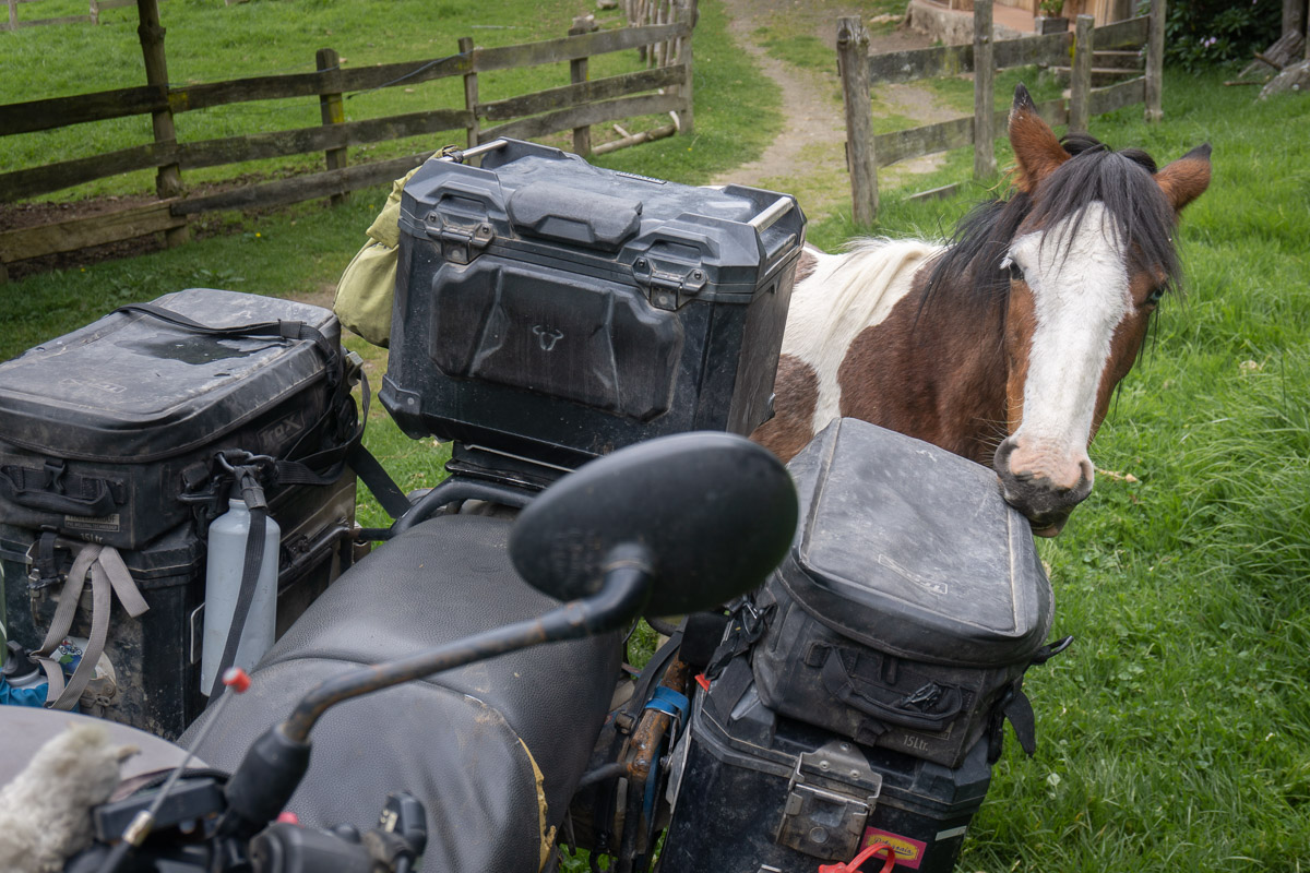 Fohlen knabbert an Motorradtasche