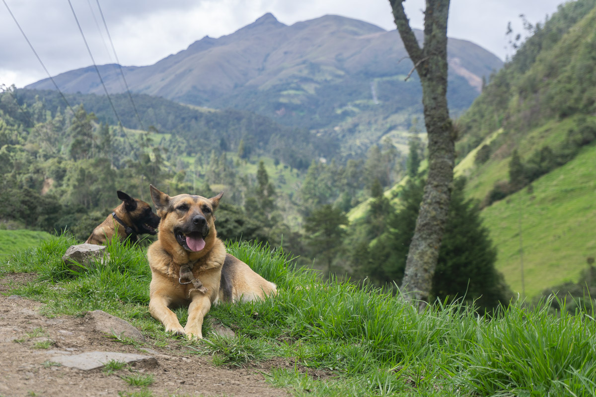 Zwei Hunde sitzen vor einem Bergpanorama