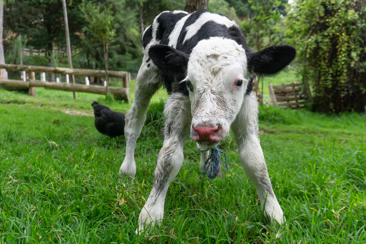 Kalb im Grünen